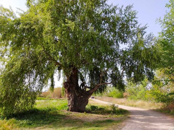 Alamo-14ABR2021-(2)-