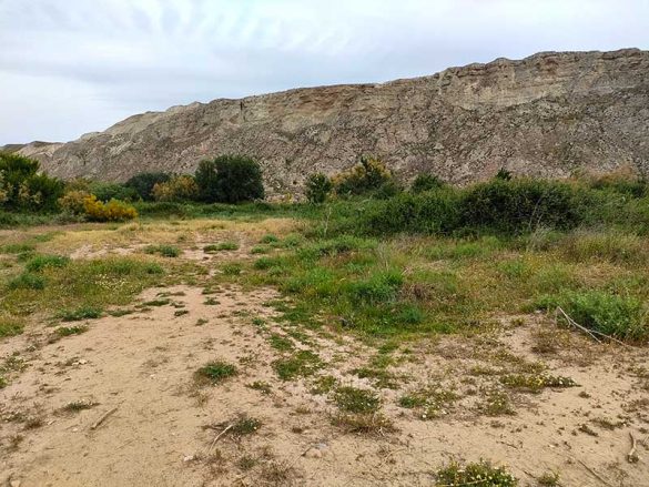 Alfocea 22MAY2021(1)