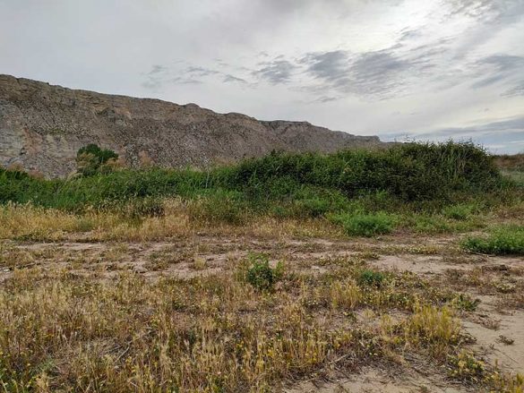 Alfocea 22MAY2021(3)