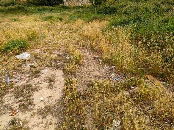 Alfocea 22MAY2021(4)