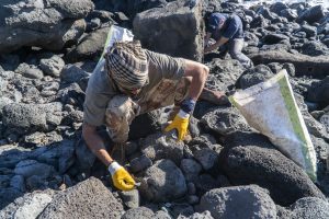 La asociación Te Mau o Te Vaika limpiando la playa de Anakena La asociación Te Mau o Te Vaika limpiando la playa de Anakena