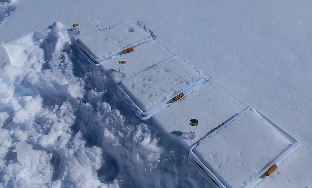 Experimentos_siembra_bandejas_MP2